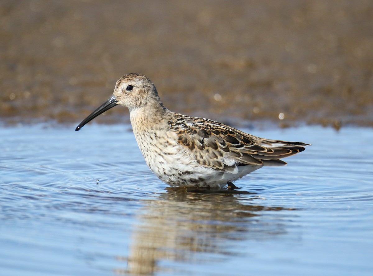 Dunlin - Jean-Claude Charbonneau