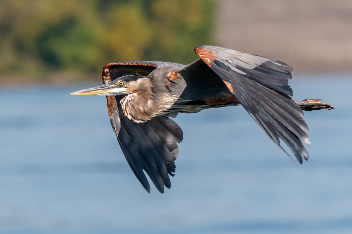 Great Blue Heron - ML175884441