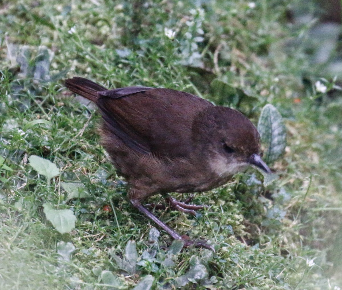 Mountain Mouse-Warbler - ML175884831