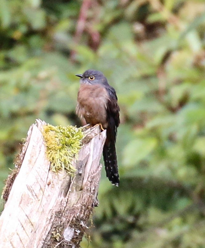 Fan-tailed Cuckoo - ML175885891