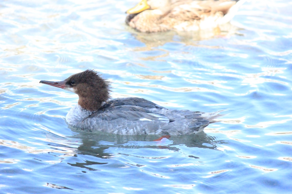 Common Merganser - ML175886271