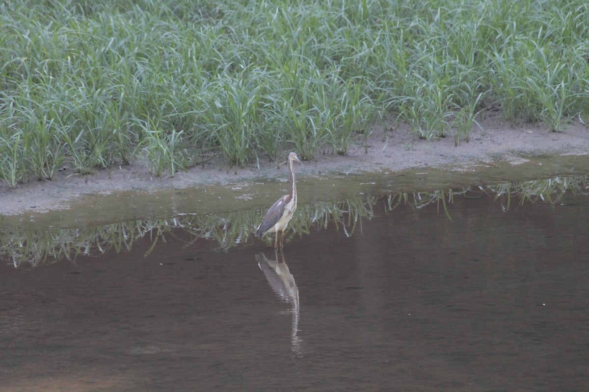 Tricolored Heron - ML175887381