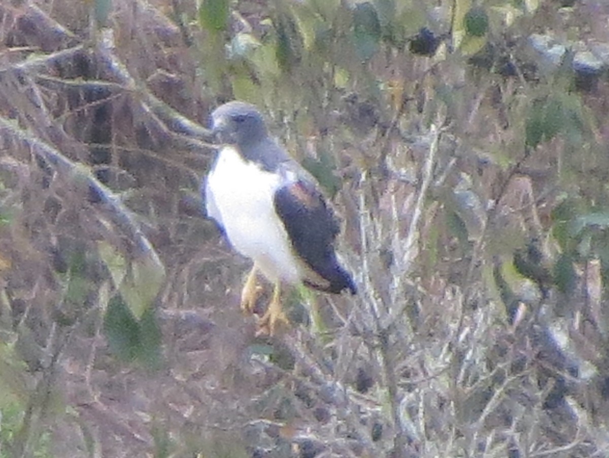 White-tailed Hawk - ML175891741