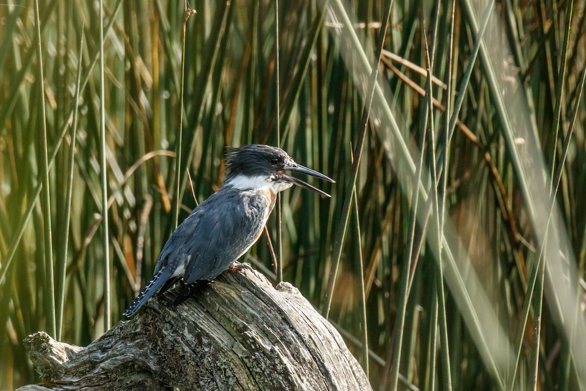 Belted Kingfisher - ML175894051