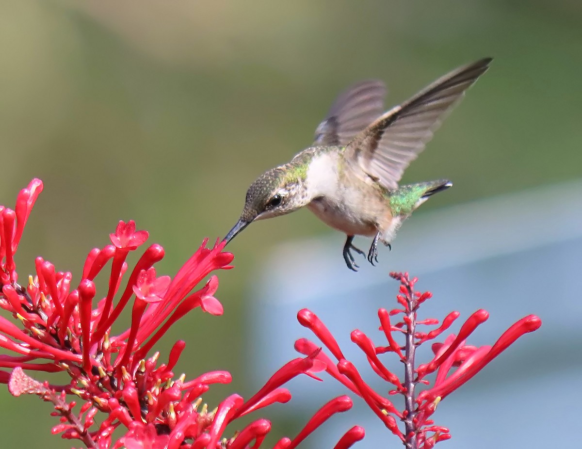 Ruby-throated Hummingbird - Roberta Blair