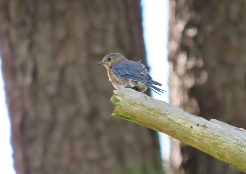 Eastern Bluebird - ML175897451