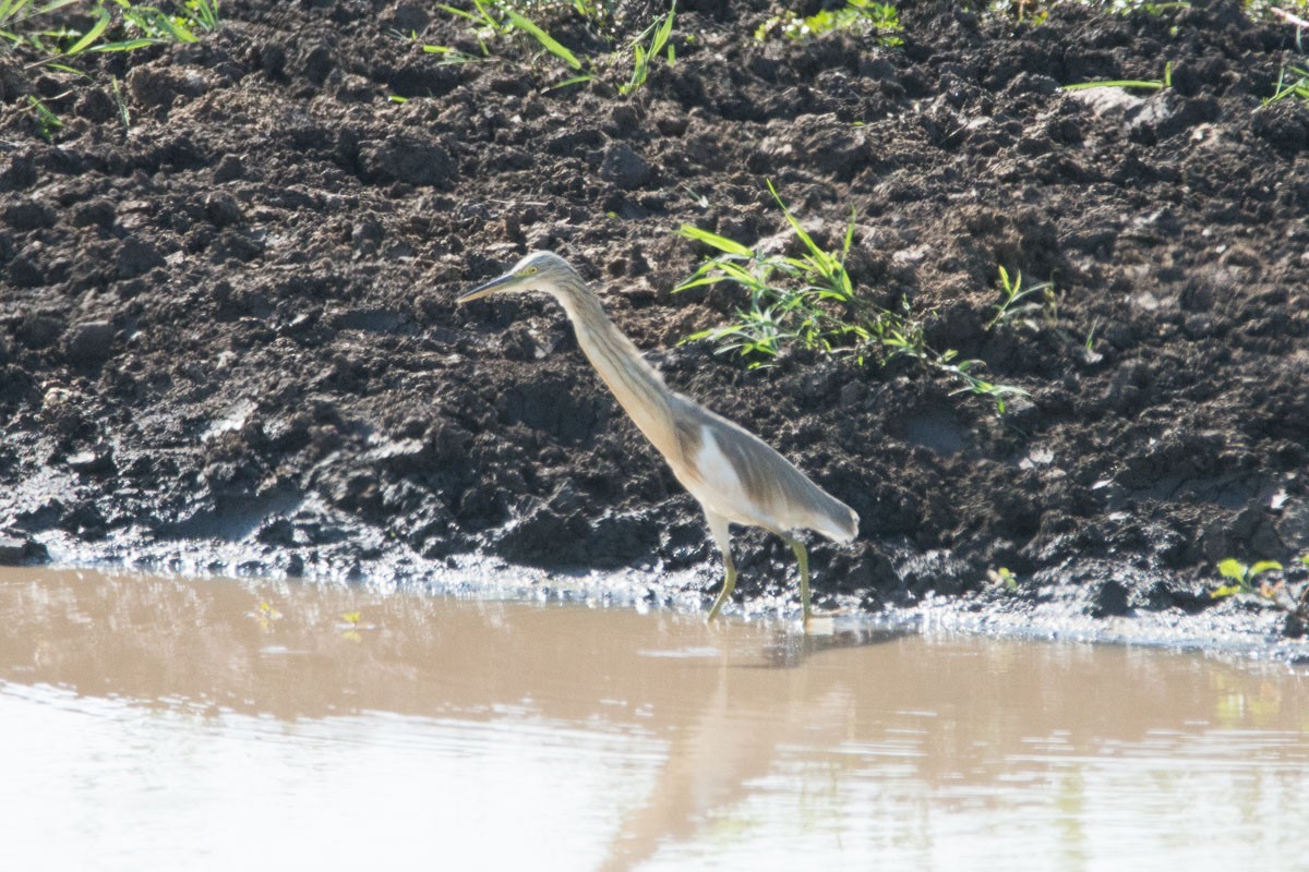 Little Bittern - ML175900501