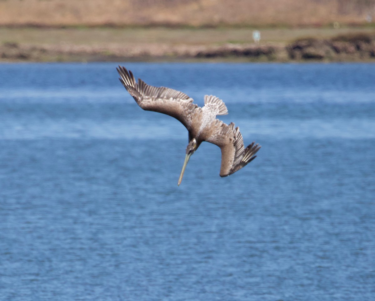 Brown Pelican - ML175901131