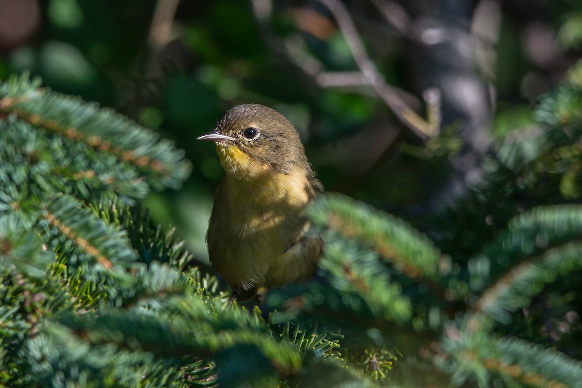 Common Yellowthroat - ML175901451