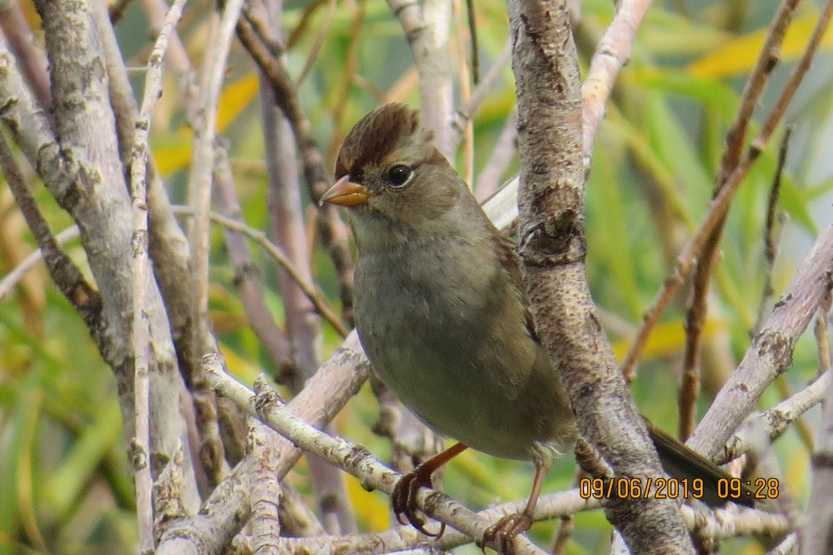 White-crowned Sparrow (Gambel's) - ML175902911