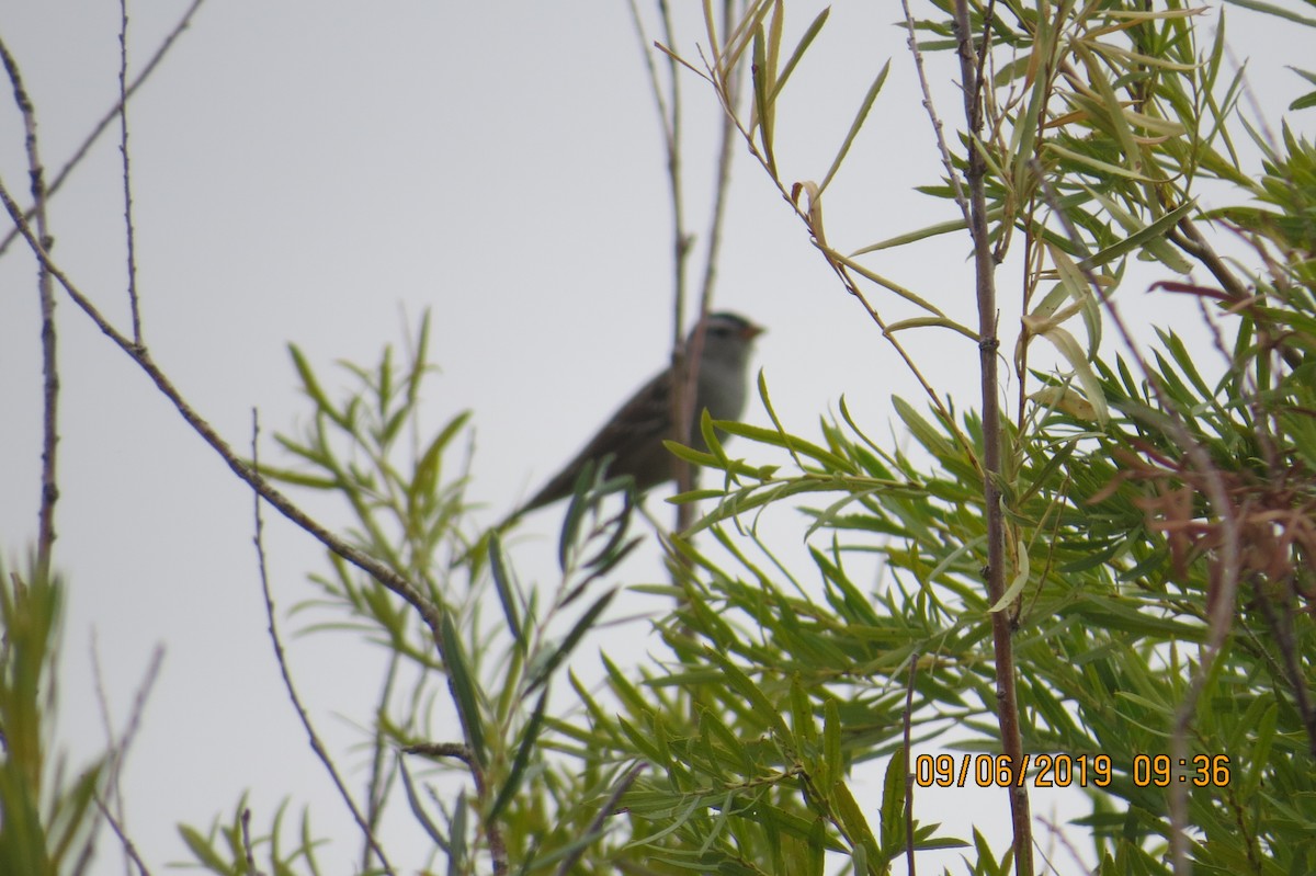 White-crowned Sparrow (Gambel's) - Dean Shoup