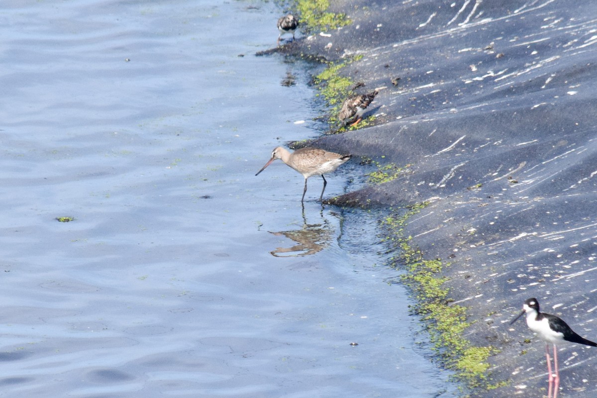 Hudsonian Godwit - ML175903761