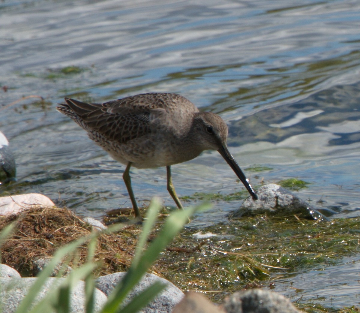 Long-billed Dowitcher - ML175905241