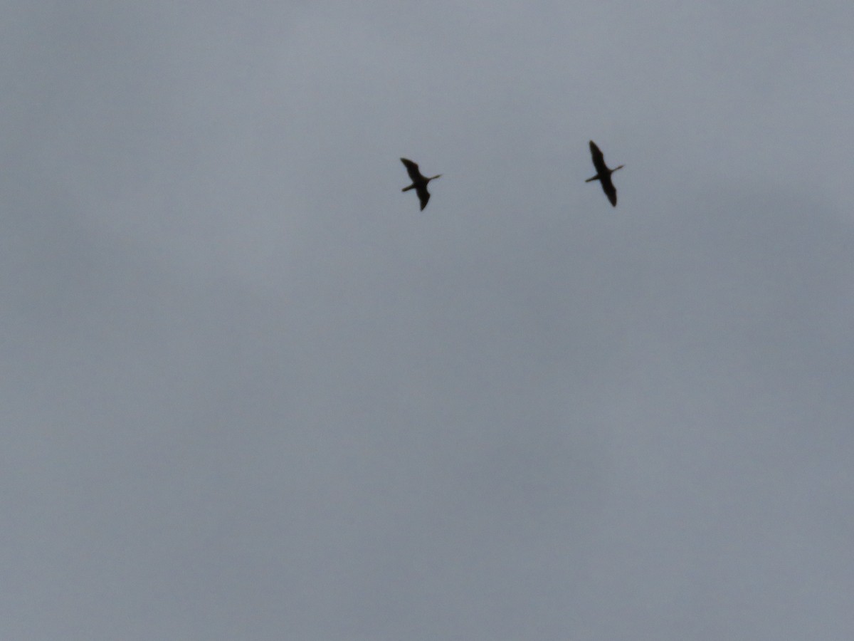 Double-crested Cormorant - ML175906021