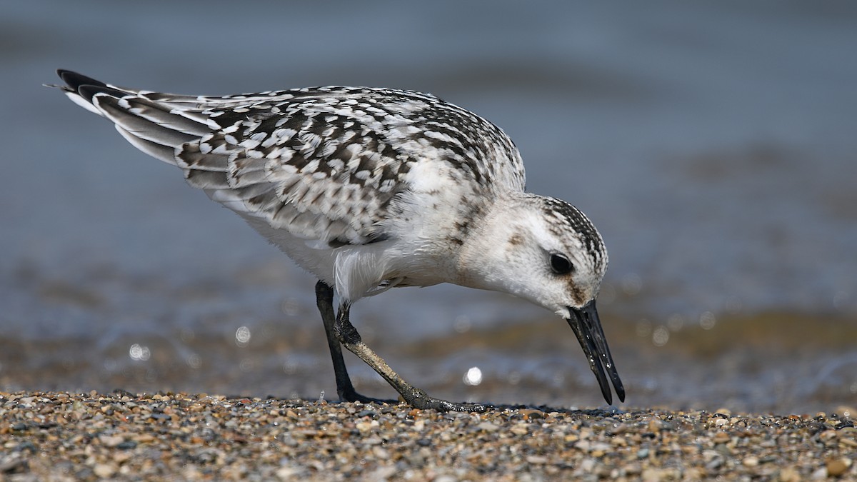 Sanderling - Carl Winstead