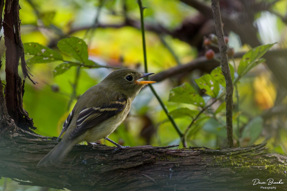 Yellow-bellied Flycatcher - Dave Brooke