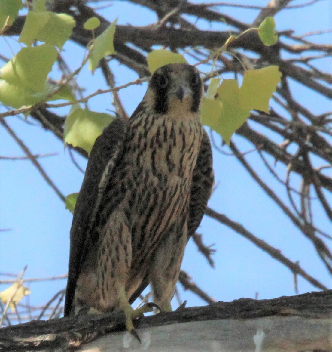 Halcón Peregrino - ML175906841