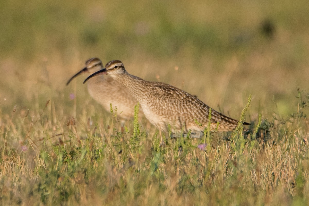 Hudsonian Whimbrel - Sue Barth