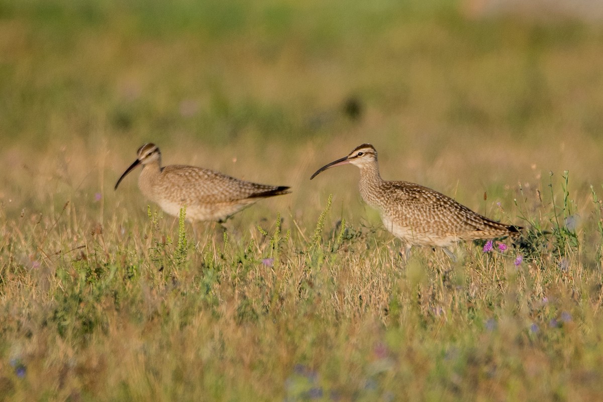 Hudsonian Whimbrel - Sue Barth