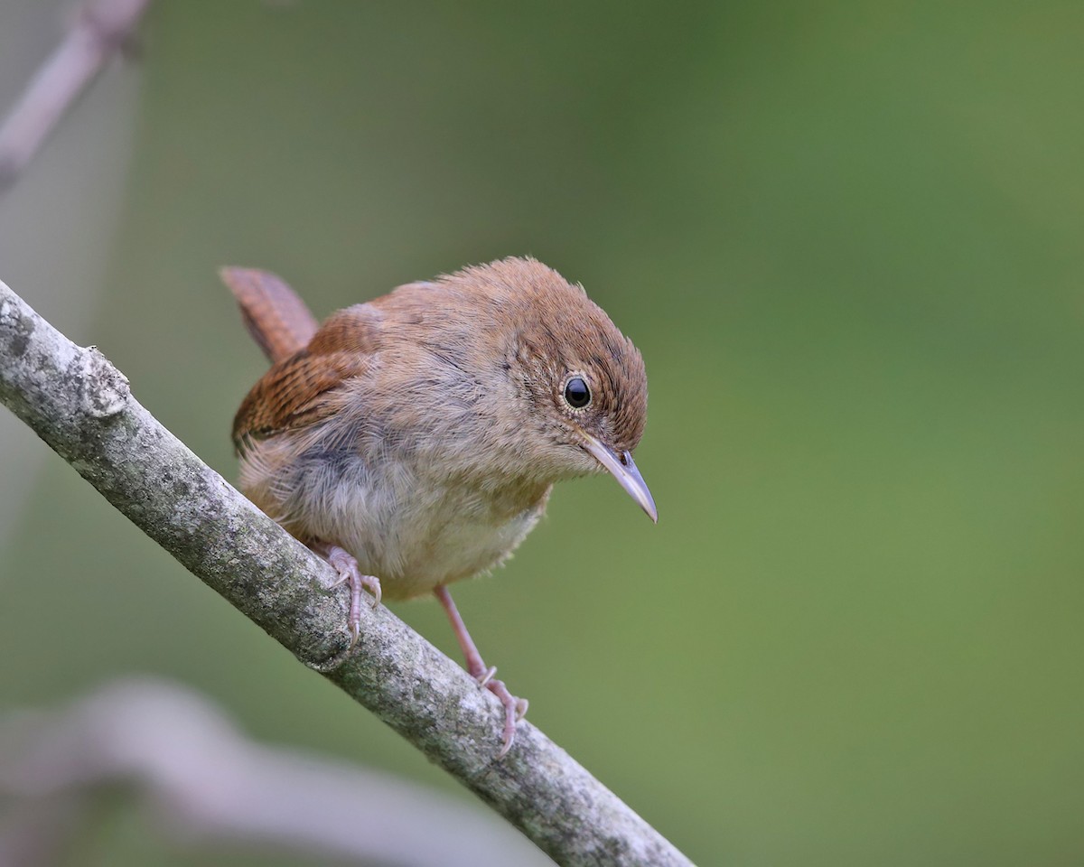 House Wren - ML175912381