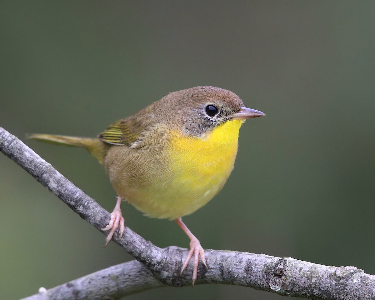 Common Yellowthroat - Tom Murray