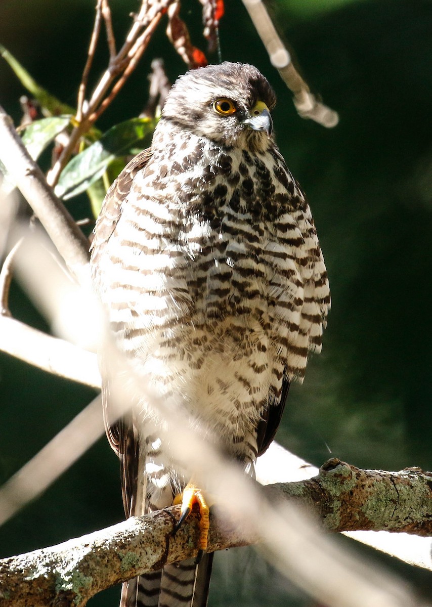 New Caledonian Goshawk - ML175914141