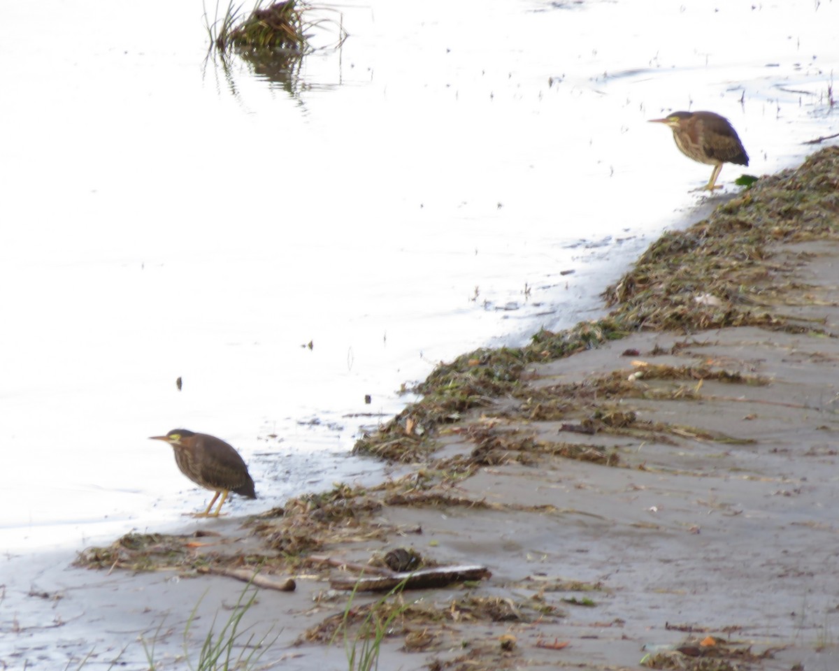 Green Heron - Jim Mead