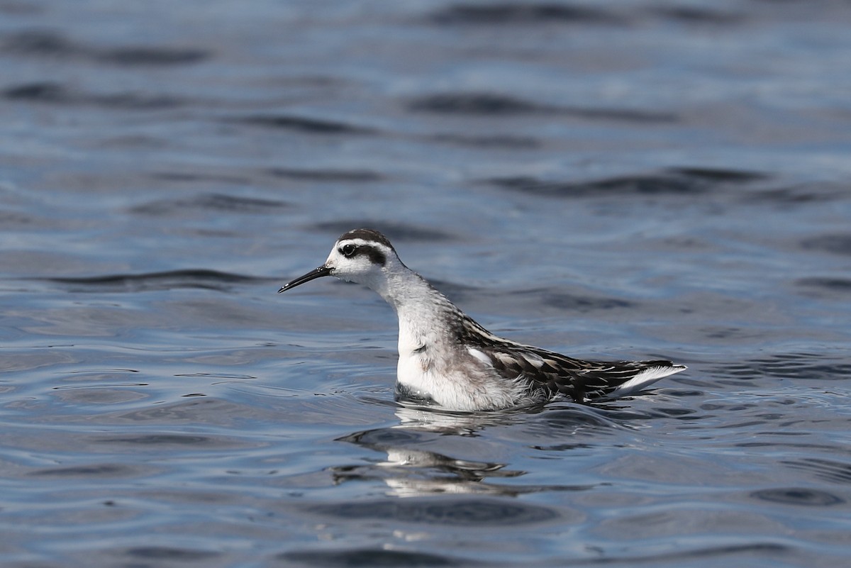 Red-necked Phalarope - ML175916461