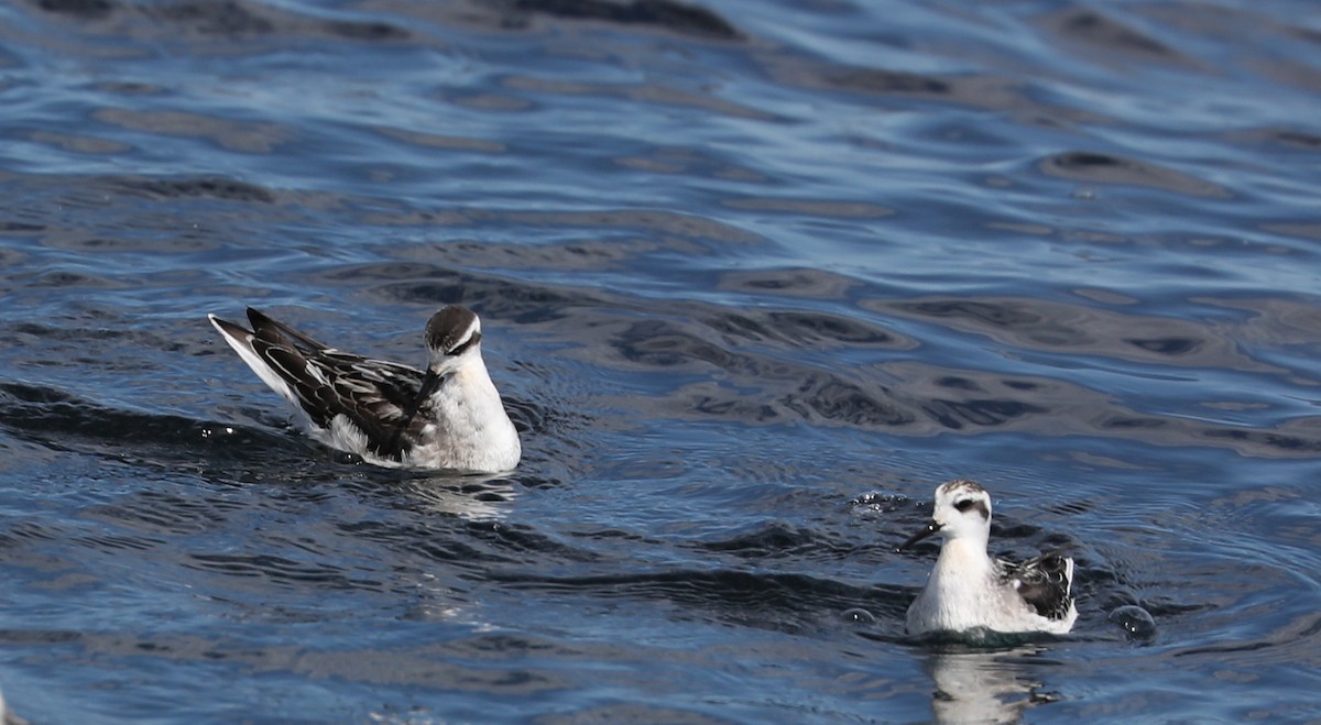 Red-necked Phalarope - ML175916471