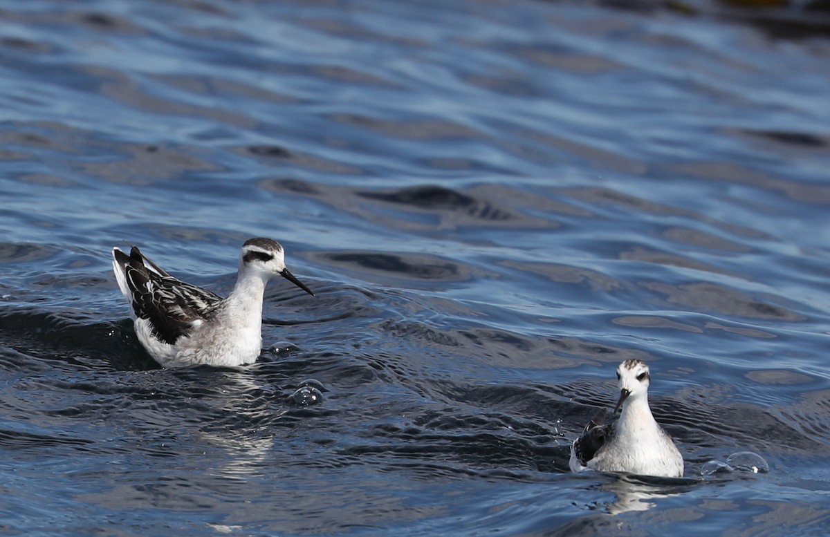 Red-necked Phalarope - ML175916491