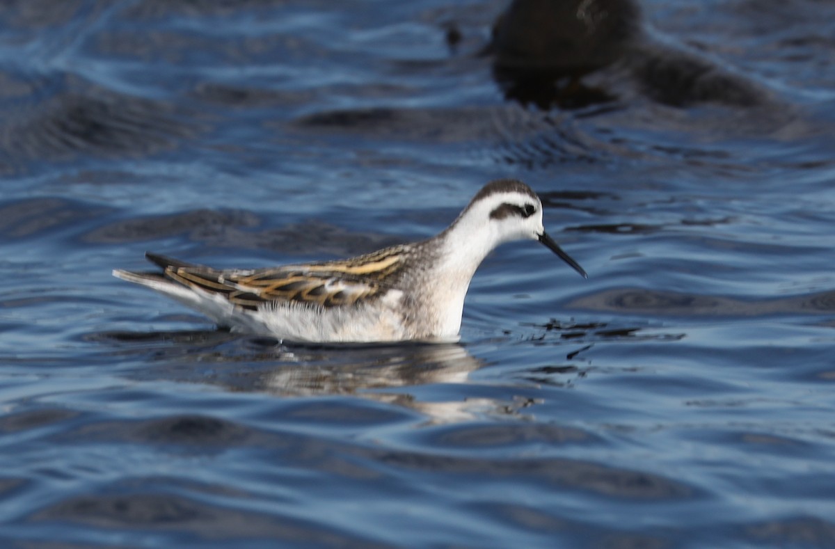 Red-necked Phalarope - ML175916501