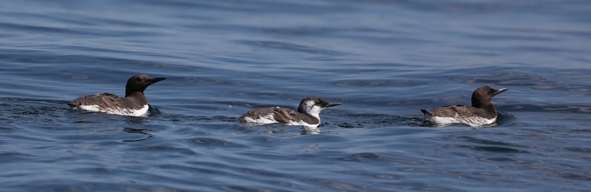 Common Murre - ML175916551