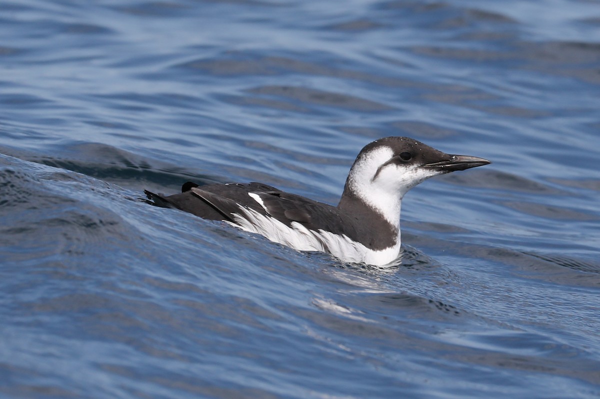 Common Murre - ML175916631