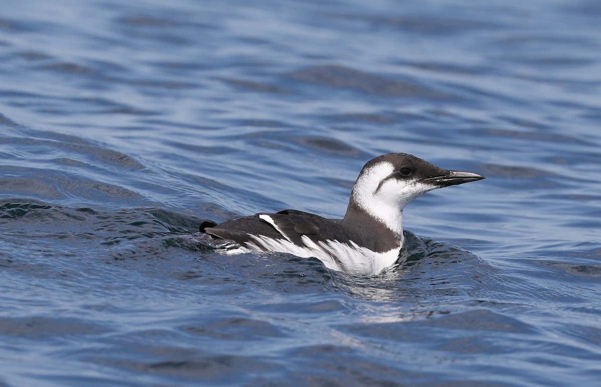 Common Murre - ML175916641