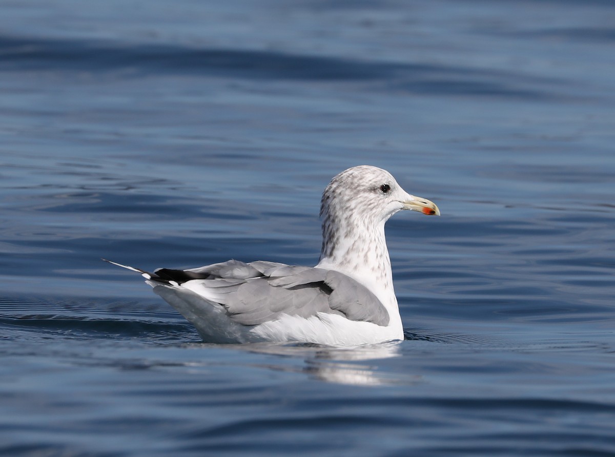 Gaviota Californiana - ML175917611