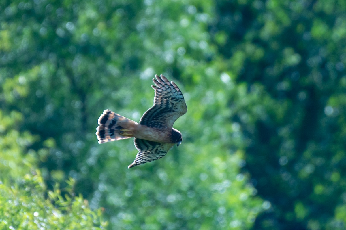 Northern Harrier - ML175918331