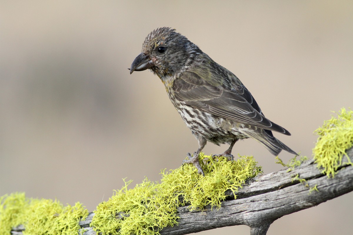Red Crossbill - Evan Lipton