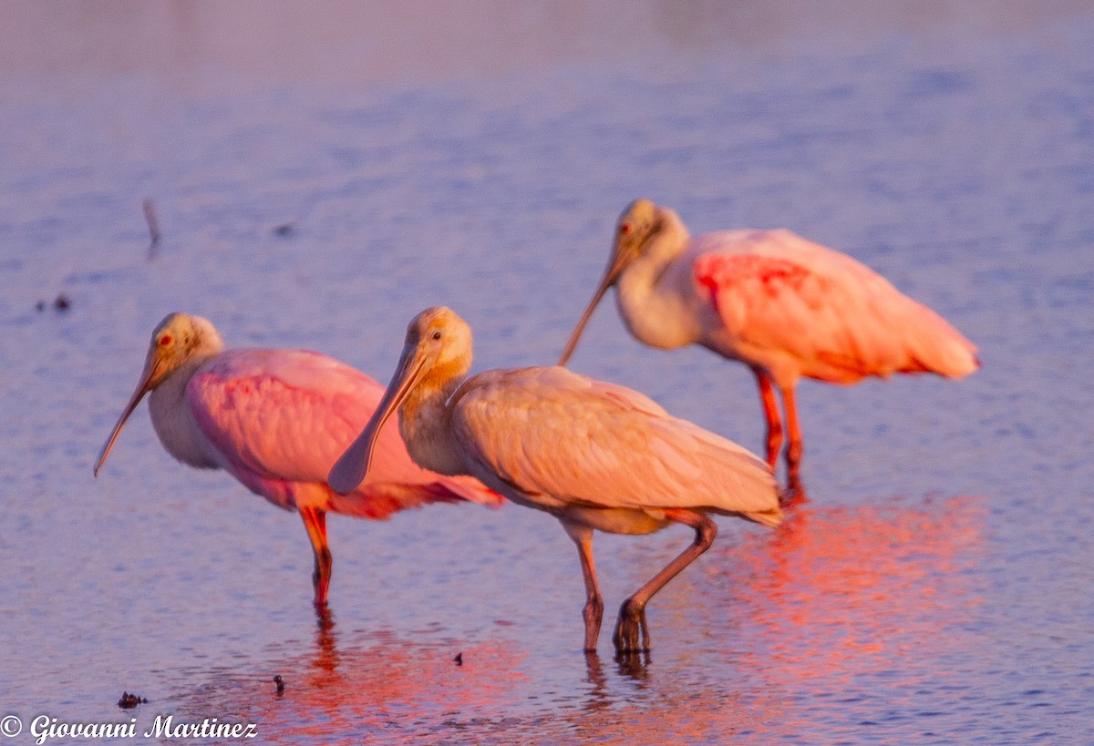 Roseate Spoonbill - ML175919921