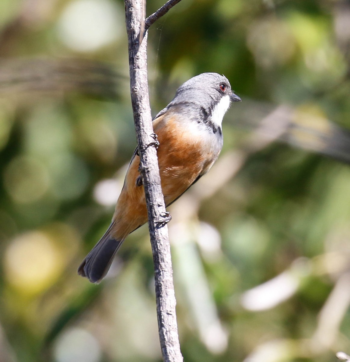 Rufous Whistler - ML175920551