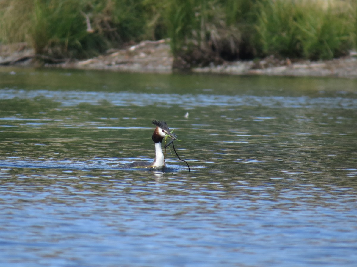 Great Crested Grebe - ML175922471