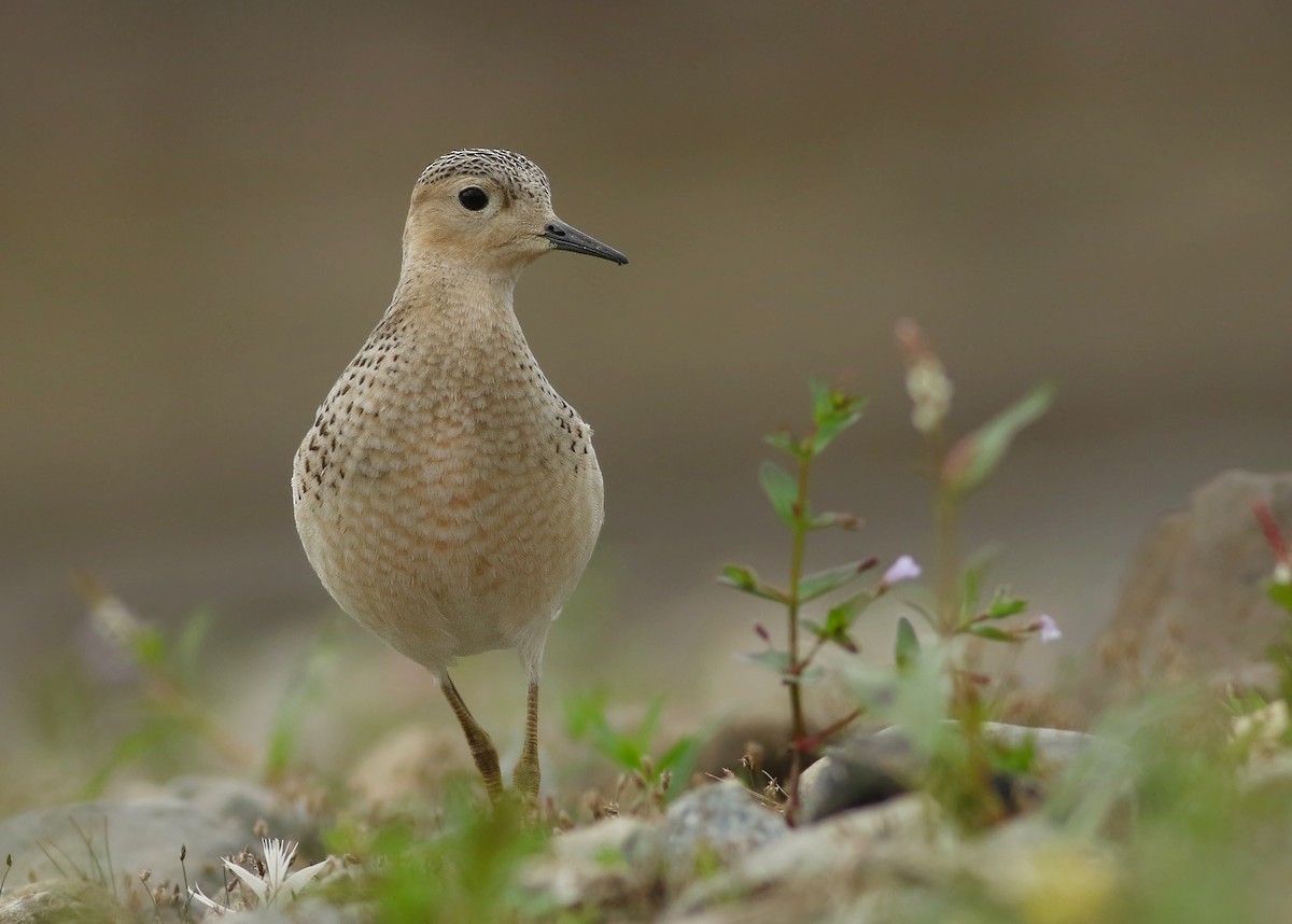 Buff-breasted Sandpiper - ML175923781