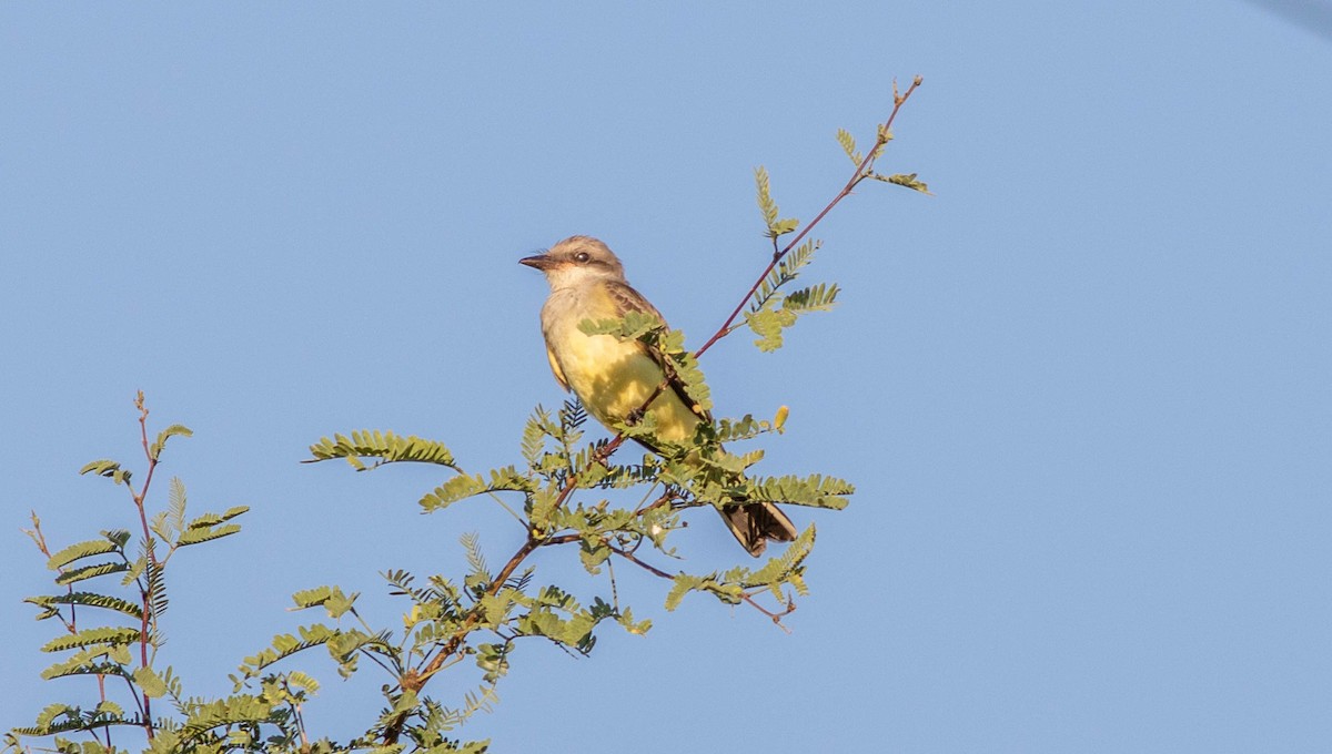 Western Kingbird - ML175924881