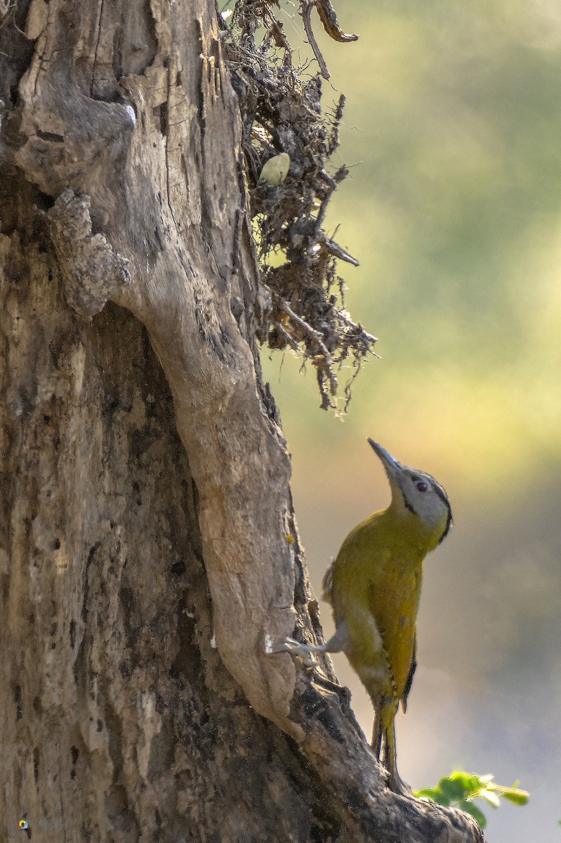 Gray-headed Woodpecker - ML175926601