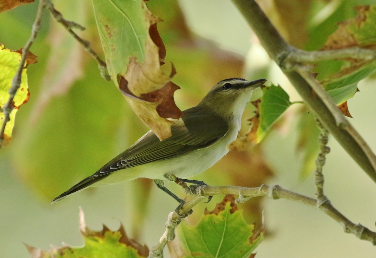 Red-eyed Vireo - Tom Benson