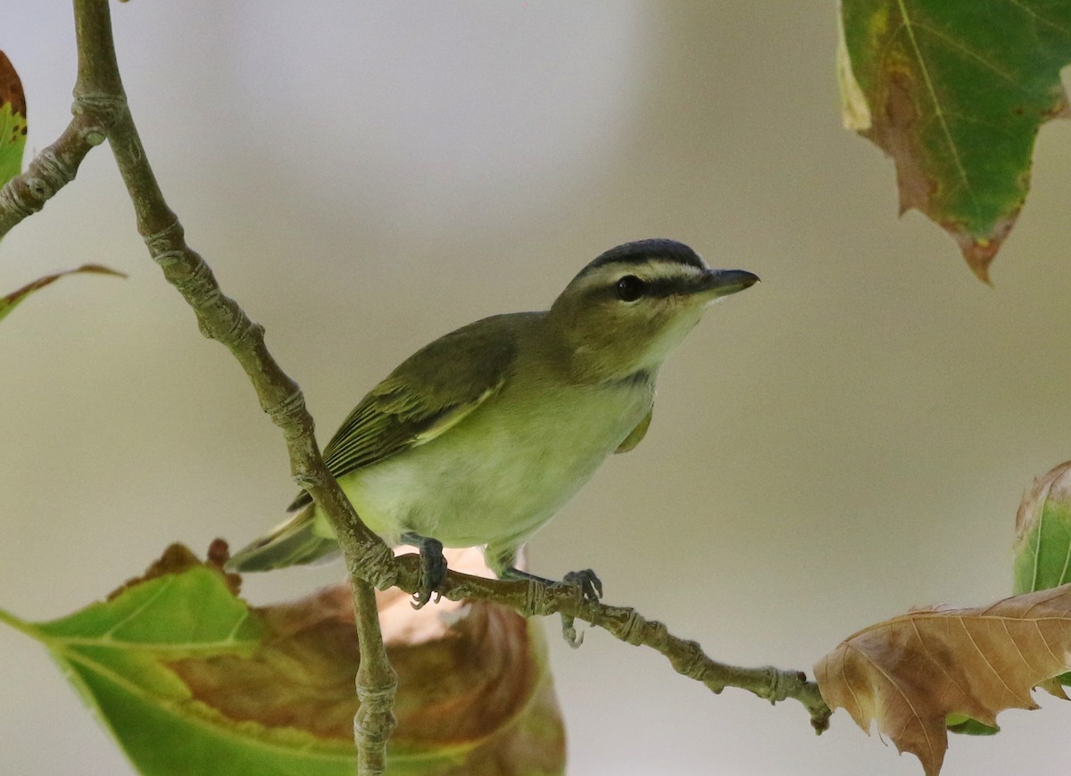 Red-eyed Vireo - ML175927051