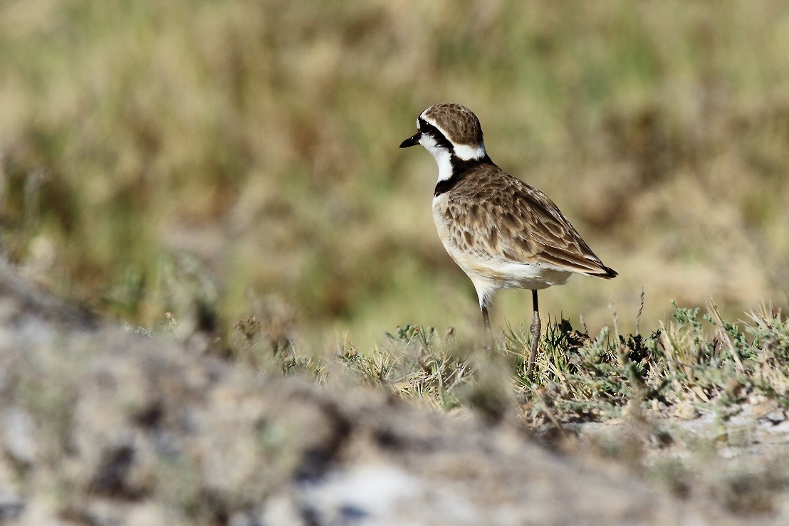 Madagascar Plover - ML175927861