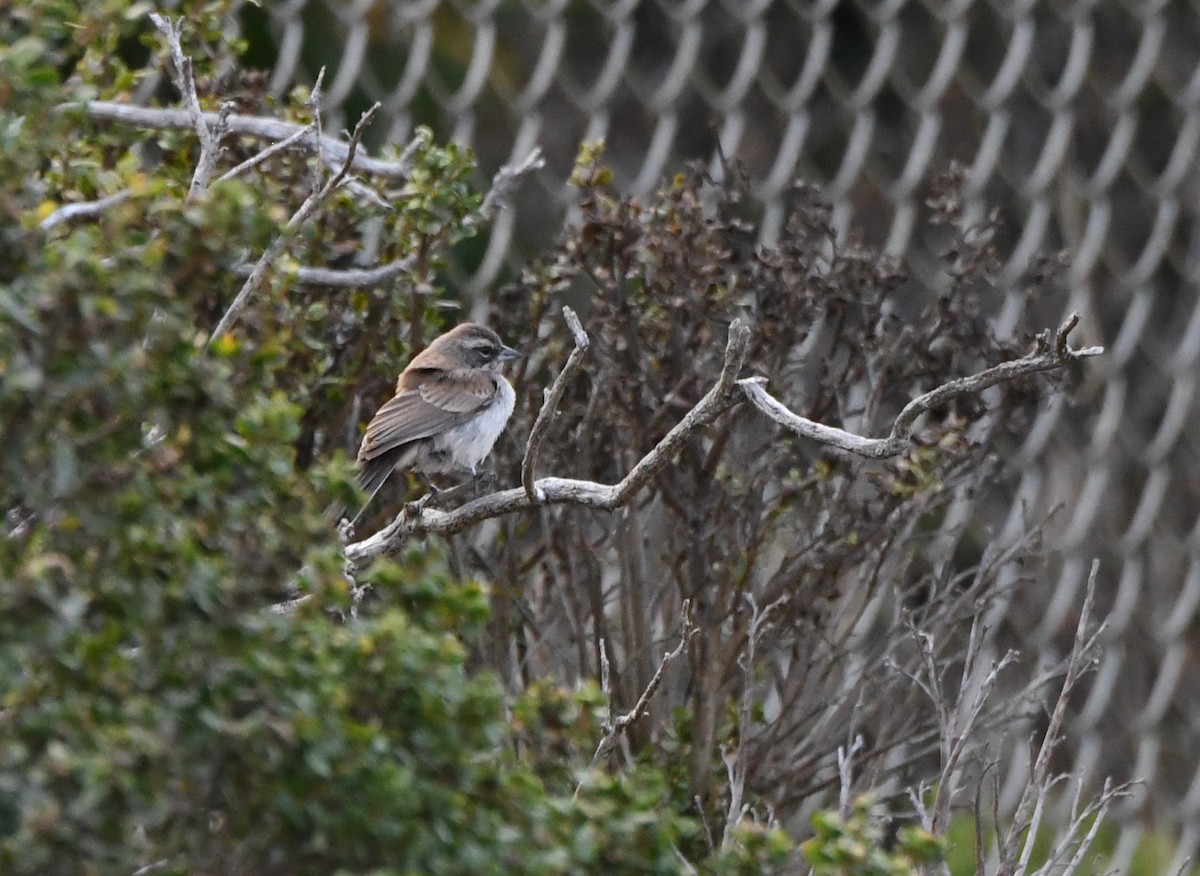 Black-throated Sparrow - Donald Kirker
