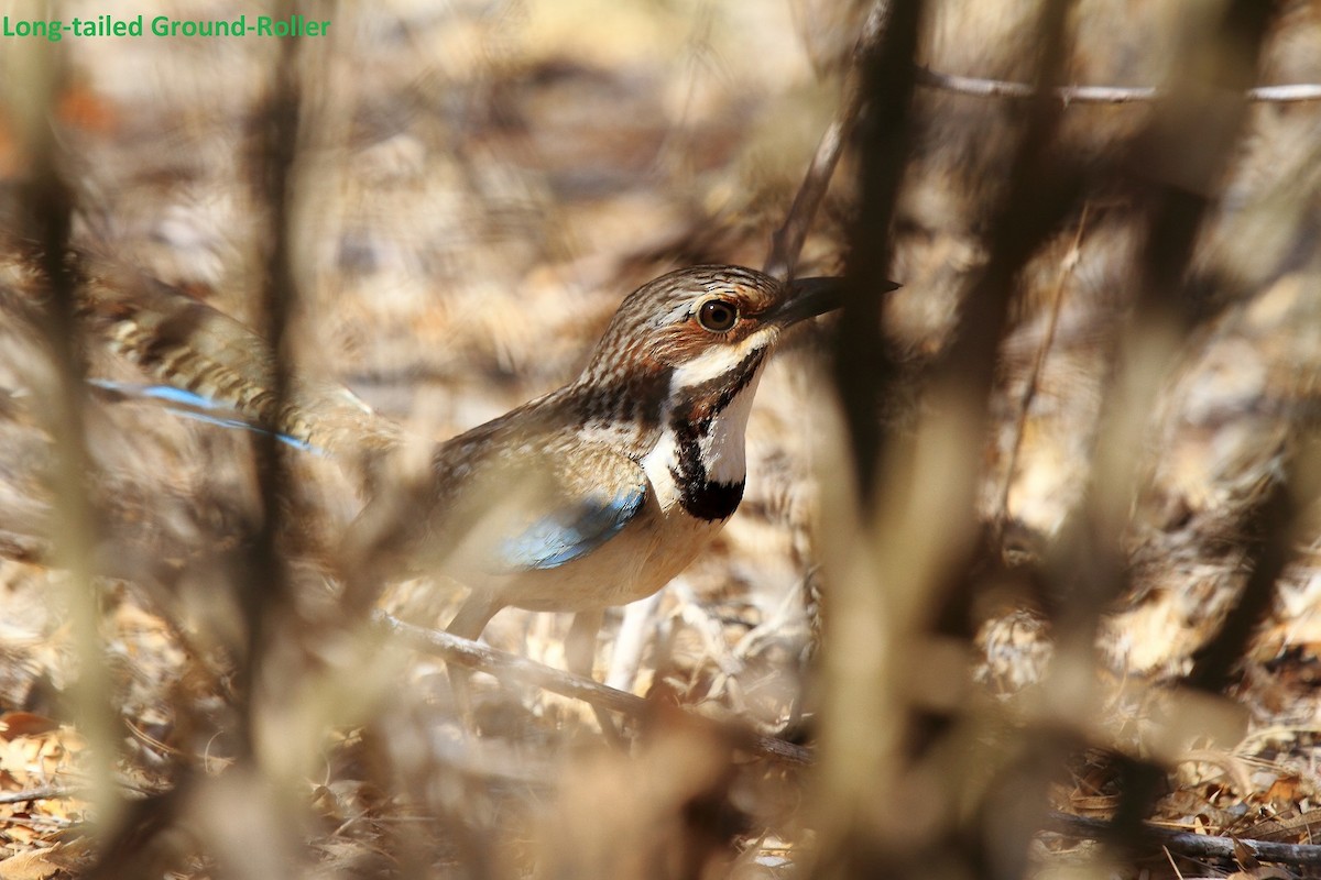 Long-tailed Ground-Roller - Butch Carter