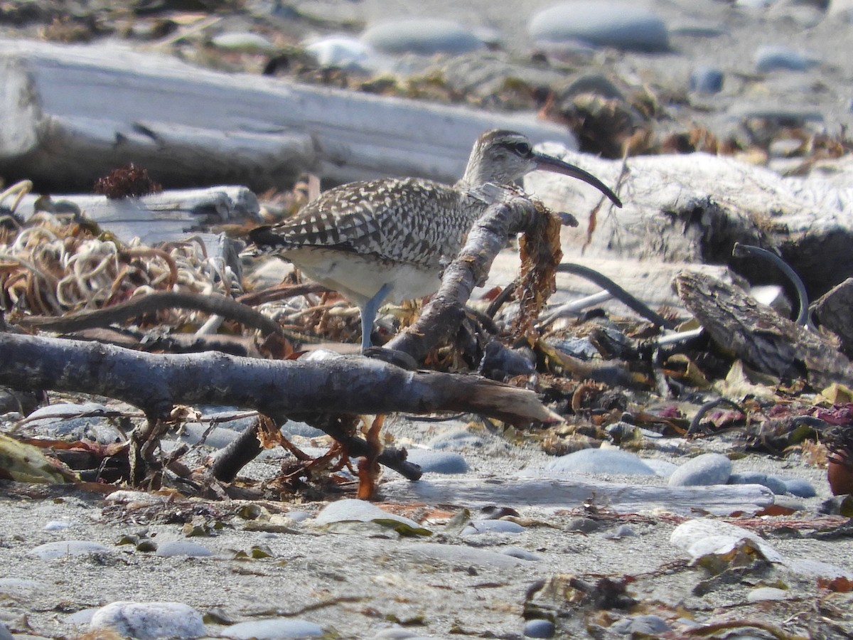 Whimbrel - Bob Boekelheide