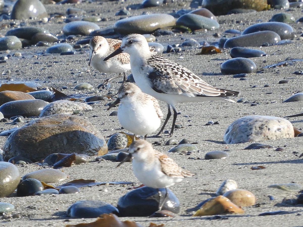 Bécasseau sanderling - ML175929621